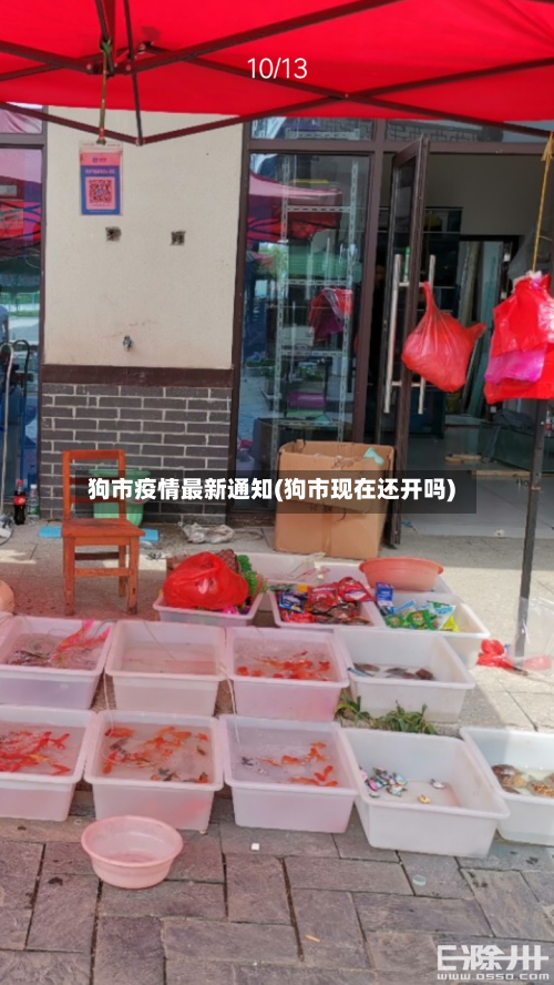狗市疫情最新通知(狗市现在还开吗)