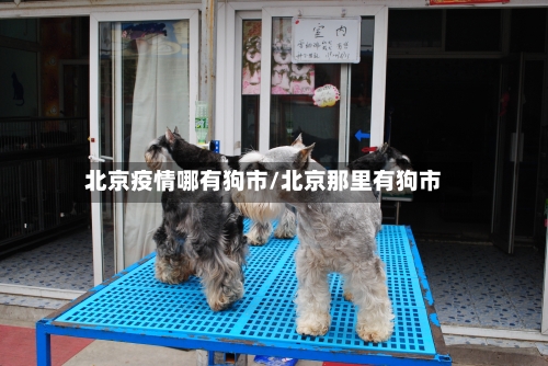 北京疫情哪有狗市/北京那里有狗市