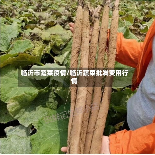临沂市蔬菜疫情/临沂蔬菜批发费用行情