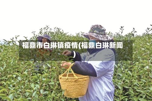 福鼎市白琳镇疫情(福鼎白琳新闻)